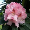 Rhododendron Albert Schweitzer-fleur.webp