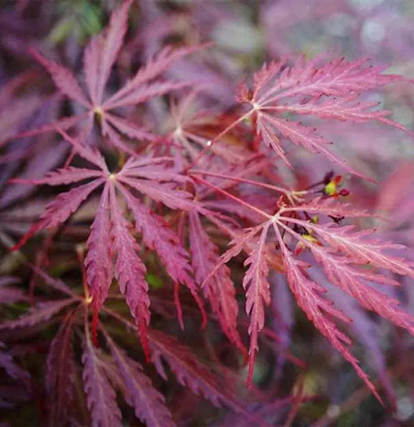 Acer palmatum dissectum Garnet-feuilles.webp