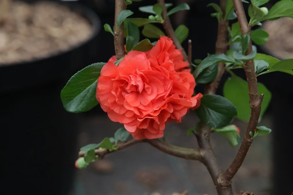 Chaenomeles speciosa Orange Storm-2.webp