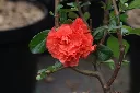 Chaenomeles speciosa Orange Storm-2.webp