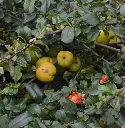 Chaenomeles superba Crimson and Gold-AdobeStock_227710508.webp