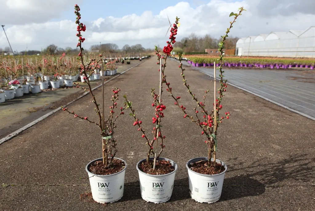 Chaenomeles speciosa scarlet Storm-2.webp