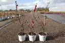 Chaenomeles speciosa scarlet Storm-2.webp