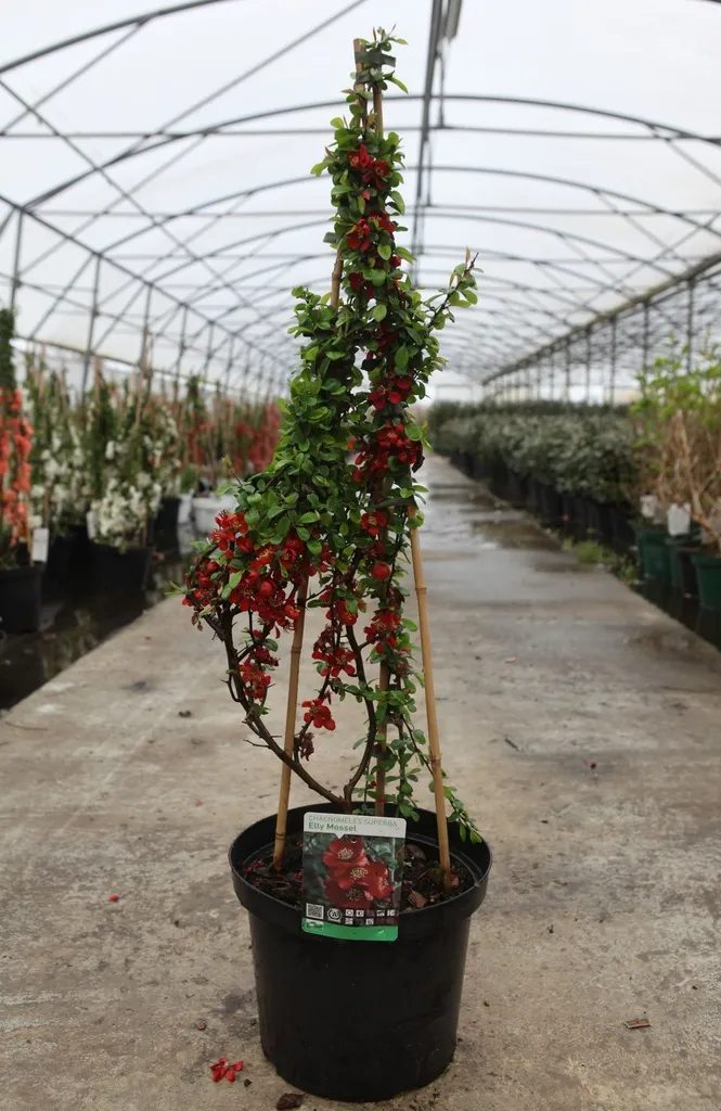 Chaenomeles superba Elly Mossel-2.webp