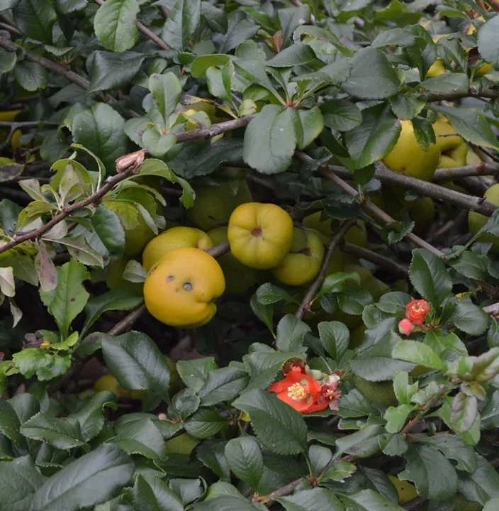 Chaenomeles superba Crimson and Gold-AdobeStock_227710508.webp