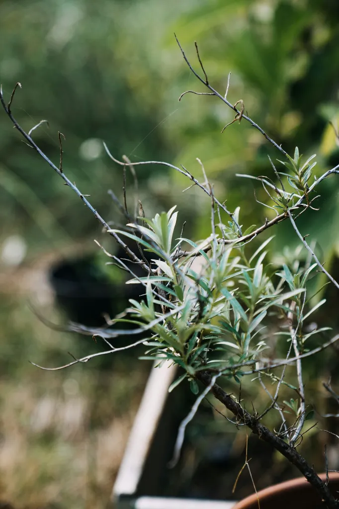 unsplash_wSTrwe4T--g_hippophae.webp