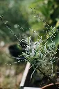 unsplash_wSTrwe4T--g_hippophae.webp