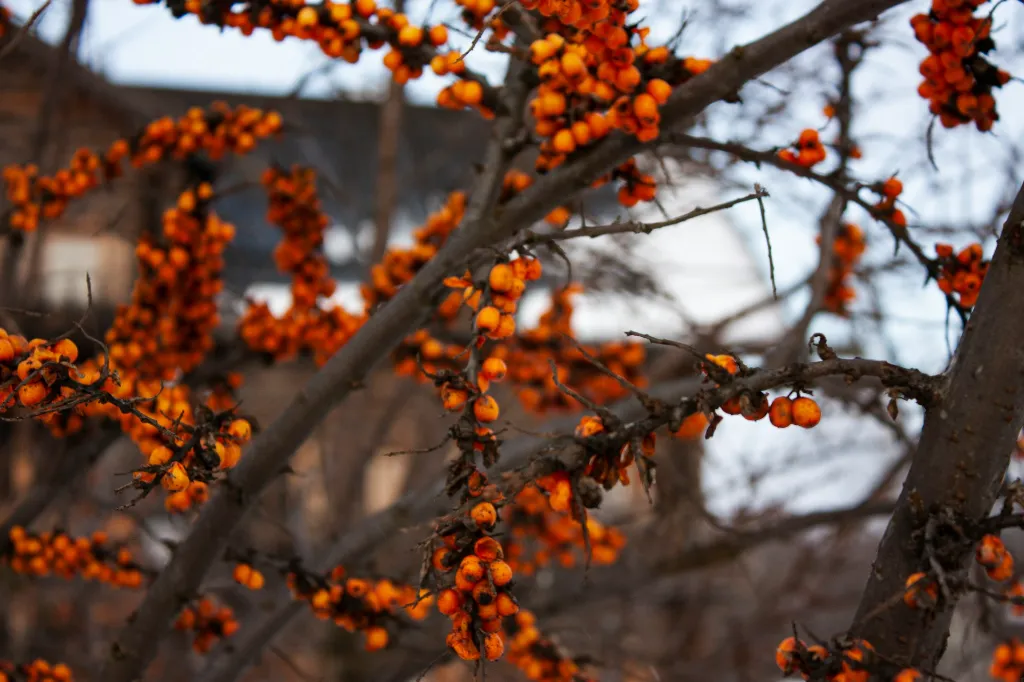 unsplash_TbYvpMFKQFQ_hippophae.jpg.webp