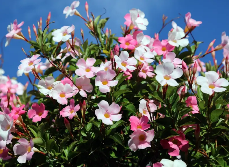 mandevilla-AdobeStock_674696985.webp