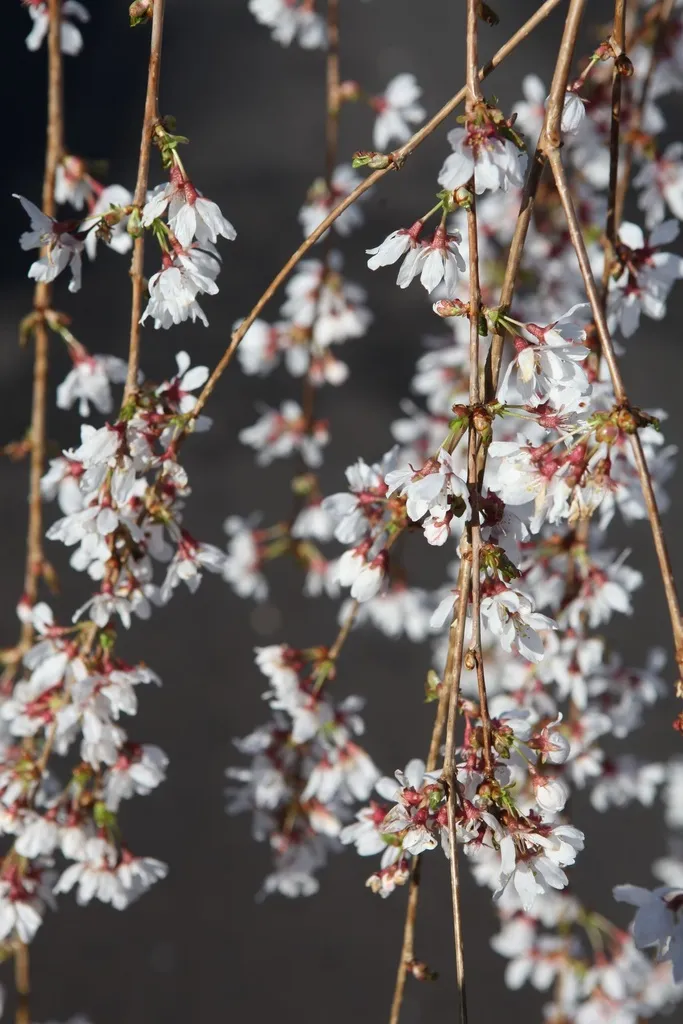 Prunus 'Snow Fountains-4.webp