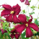 Clematis viticella Mme Julia Correvon fleurs.webp