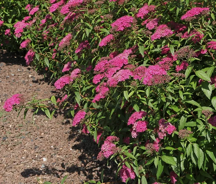 Spiraea japonica Anthony Waterer -AdobeStock_113423437.webp