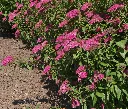 Spiraea japonica Anthony Waterer -AdobeStock_113423437.webp
