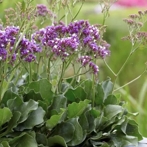Limonium vulgaris Salt Lake-2.webp
