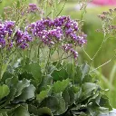 Limonium vulgaris Salt Lake-2.webp
