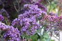 Limonium vulgaris Salt Lake.webp