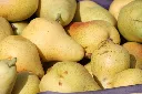 Poirier William's Bon Chrétien-AdobeStock_34819114.webp