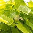 Catalpa bignonioides Aurea-feui.webp