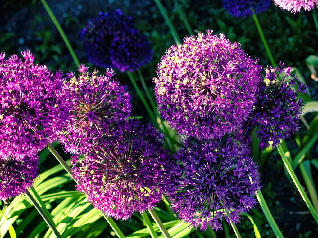 unsplash_hs5F-ztt6Ew_allium.webp