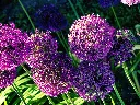 unsplash_hs5F-ztt6Ew_allium.webp
