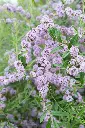 Buddleja alternifolia-2.webp