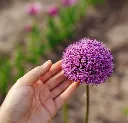 Allium giganteum Gladiator-AdobeStock_495503464.webp