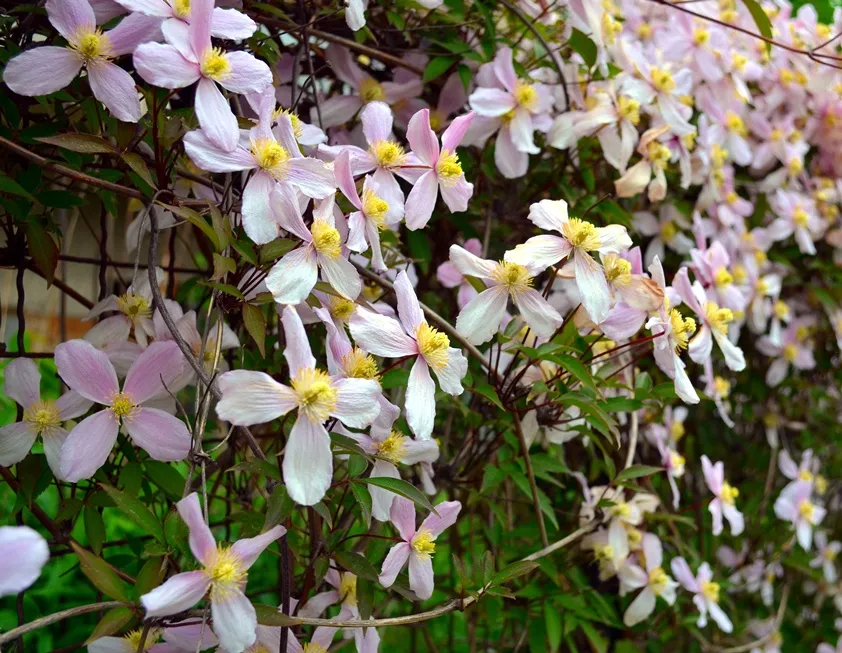 Clematis montana Rubens-AdobeStock_111059936.webp