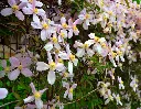 Clematis montana Rubens-AdobeStock_111059936.webp