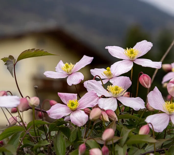 Clematis montana Rubens-AdobeStock_715452687.webp