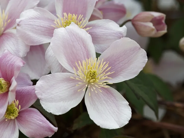 Clematis montana Rubens-AdobeStock_341357381.webp
