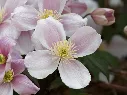 Clematis montana Rubens-AdobeStock_341357381.webp
