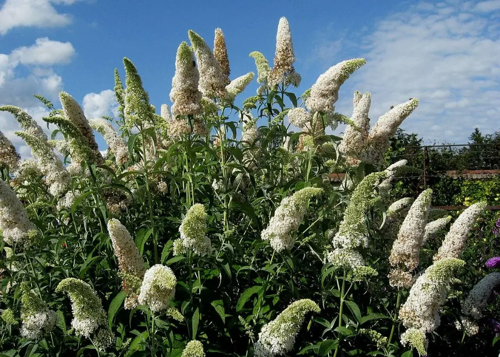 Buddleja davidii White Profusion 2.webp