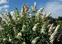 Buddleja davidii White Profusion 2.webp