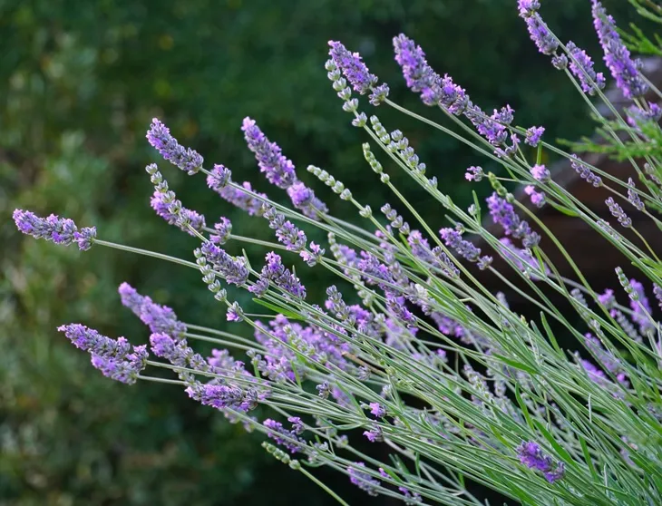 Lavandula angustifolia-AdobeStock_361826460.webp