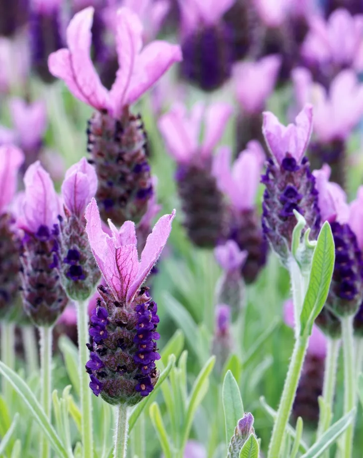 Lavandula stoechas-AdobeStock_233639385.webp