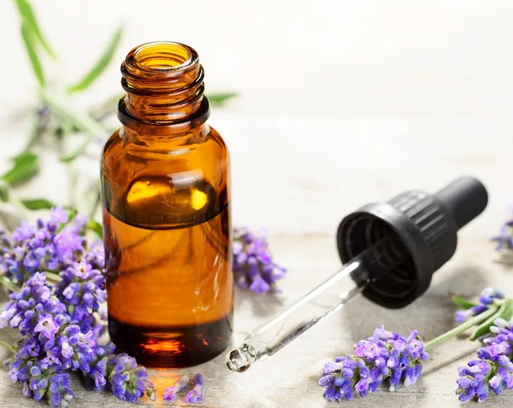 Lavandula angustifolia-AdobeStock_162982577.webp
