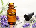 Lavandula angustifolia-AdobeStock_162982577.webp