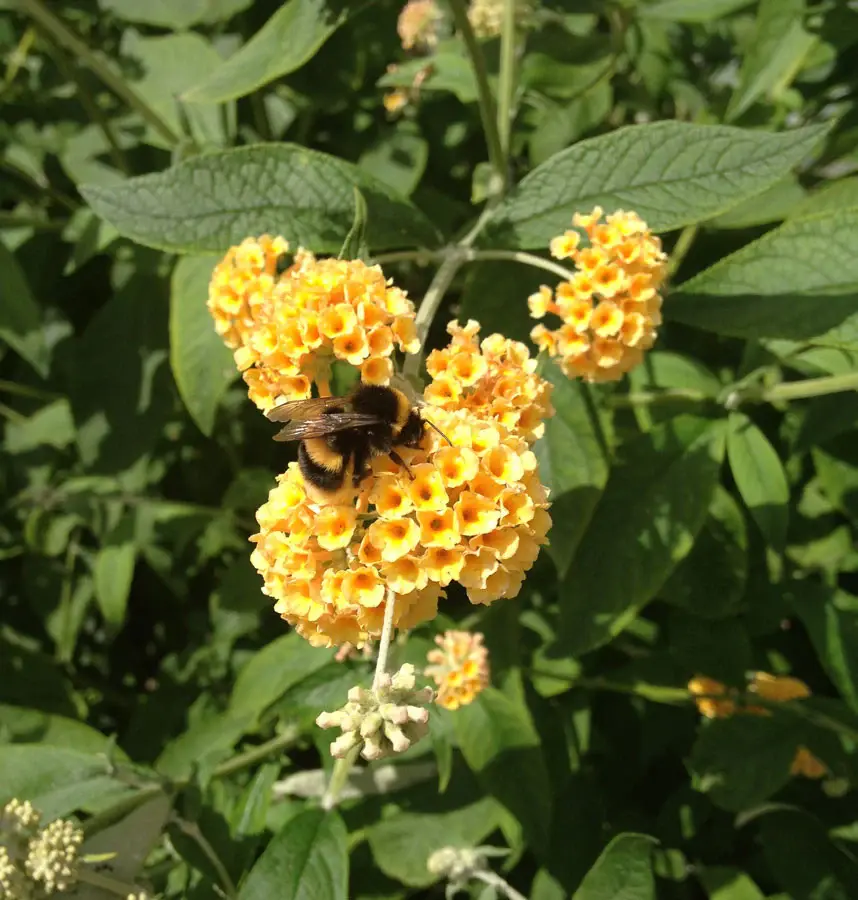 Buddleja weyeriana Sungold1.webp