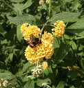 Buddleja weyeriana Sungold1.webp