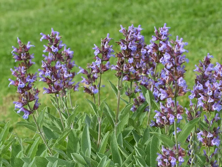 Salvia officinalis-AdobeStock_509757254.webp