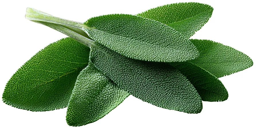 Salvia officinalis-AdobeStock_1738438257.webp