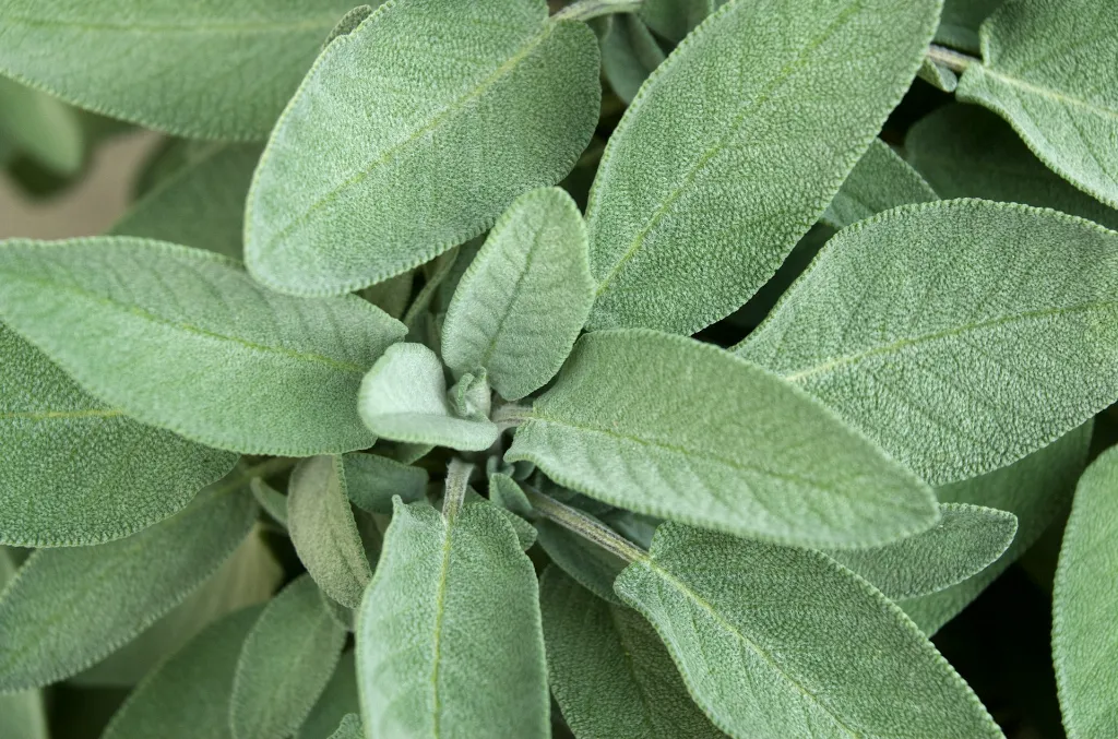 unsplash_ZbxEgEaxDew_Salvia officinalis.webp