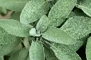 unsplash_ZbxEgEaxDew_Salvia officinalis.webp