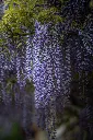 unsplash_Q8NdtiJ_S3A_wisteria.jpg.webp