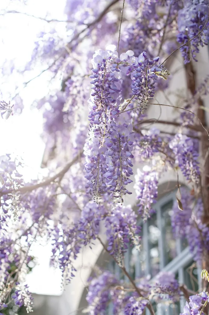 unsplash_epG1EZsRgvc_wisteria.webp