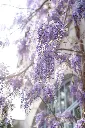 unsplash_epG1EZsRgvc_wisteria.webp