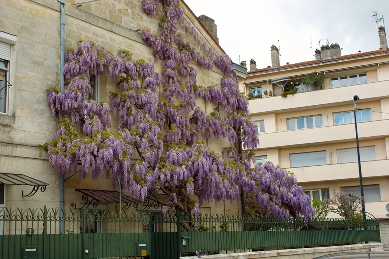 glycine-wisteria-AdobeStock_1089676481.webp