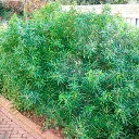 CHOIAPE01_G001_01.webp