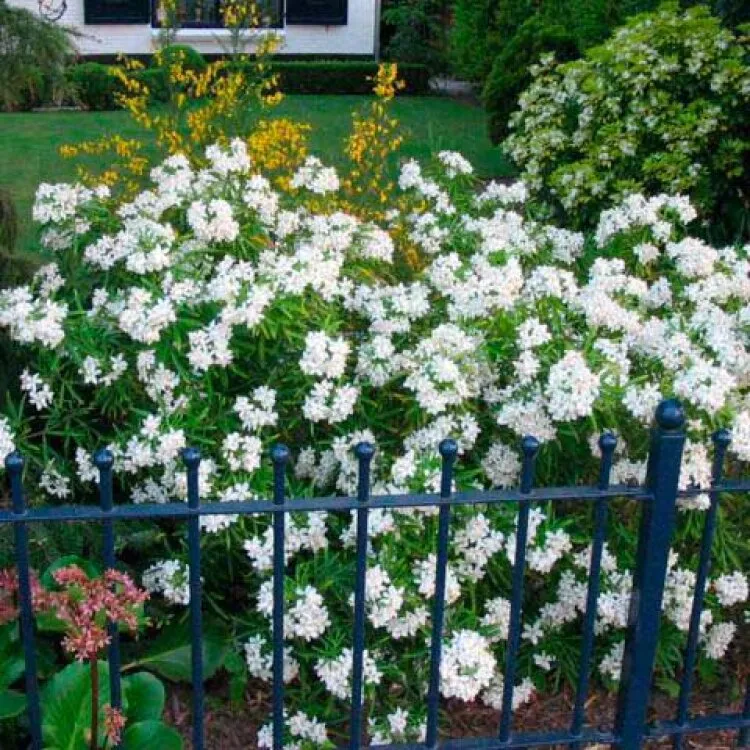 CHOIAPE01_G001_03.webp