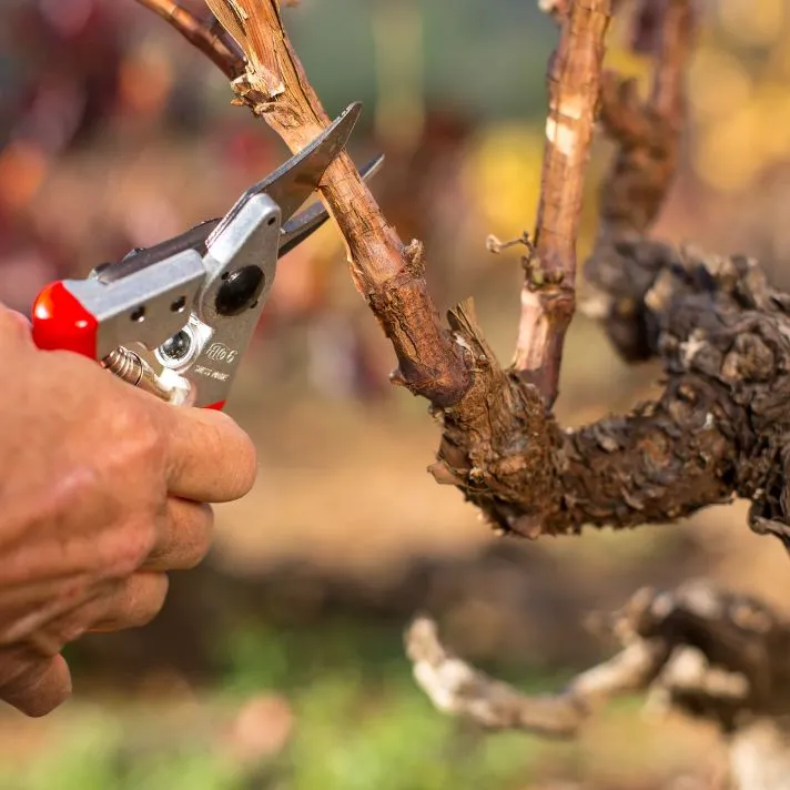 FELCO-6_taille-vigne.webp